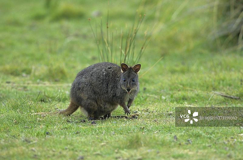 袋状小袋鼠（比氏袋鼠），袋鼠，有袋动物，动物，塔斯马尼亚小袋鼠，澳大利亚，大洋洲图片素材