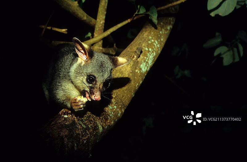 公园中的袋貂图片素材