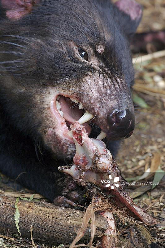 袋獾,塔斯马尼亚袋獾(Sarcophilus harrisii),有袋动物,动物,成年袋獾,啃食骨头,澳大利亚塔斯马尼亚图片素材
