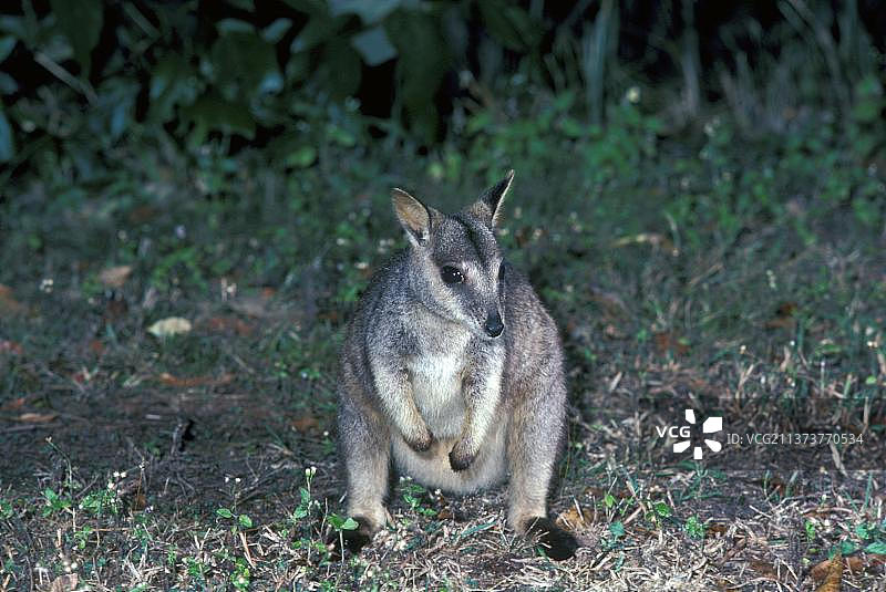 昆士兰岩袋鼠,昆士兰岩袋鼠,昆士兰岩袋鼠,昆士兰岩袋鼠,昆士兰岩袋鼠,昆士兰岩袋鼠,昆士兰岩袋鼠,昆士兰岩袋鼠,昆士兰岩袋鼠,昆士兰岩袋鼠图片素材