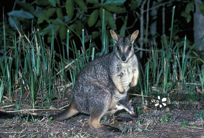 昆士兰岩袋鼠,昆士兰岩袋鼠,昆士兰岩袋鼠,昆士兰岩袋鼠,昆士兰岩袋鼠,昆士兰岩袋鼠,昆士兰岩袋鼠,昆士兰岩袋鼠,昆士兰岩袋鼠,昆士兰岩袋鼠图片素材