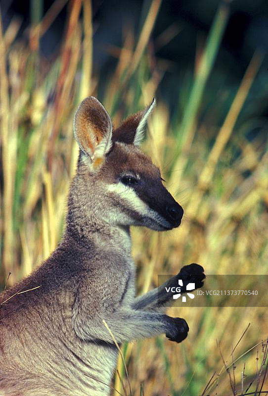 帕里小袋鼠，漂亮的小袋鼠，袋鼠，有袋动物，动物，头部和前部的特写图片素材