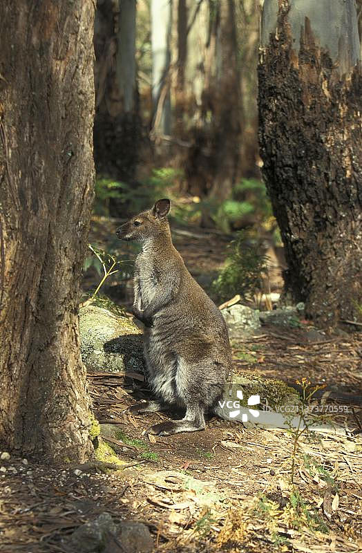 红颈小袋鼠，引入物种，在英国汉普郡新森林的林地中图片素材