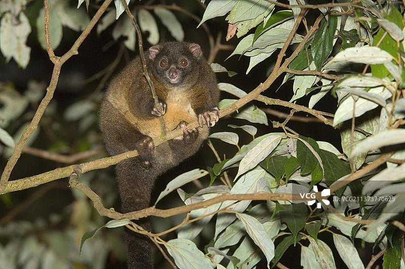 夜间树上的环尾袋貂（Hemibelideus lemuroides），成年，阿瑟顿高地，昆士兰州，澳大利亚，大洋洲图片素材