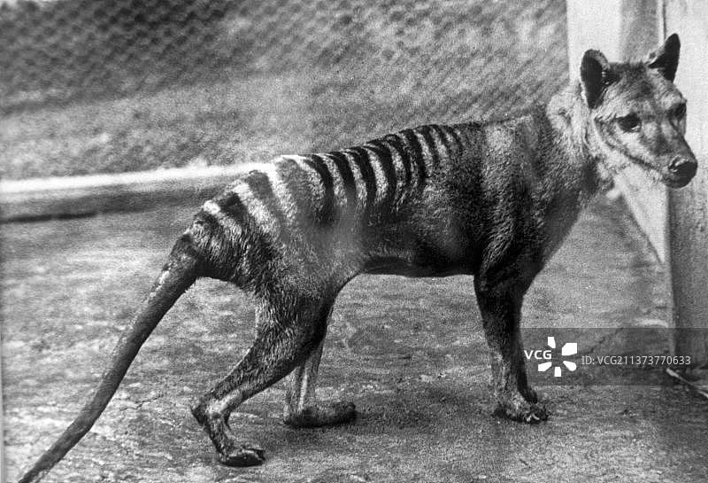 袋狼，已灭绝的澳大利亚动物，1928年图片素材