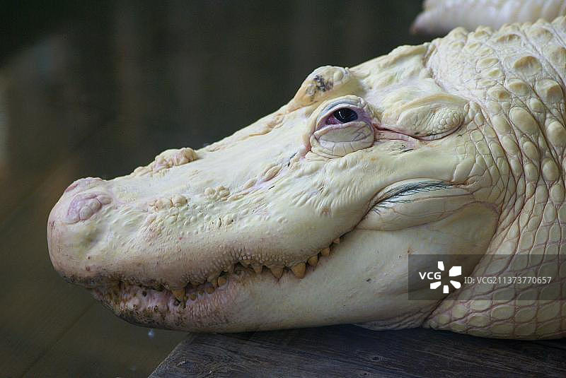美洲白化短吻鳄（密西西比鳄）头部特写，佛罗里达州，美国（圈养）图片素材