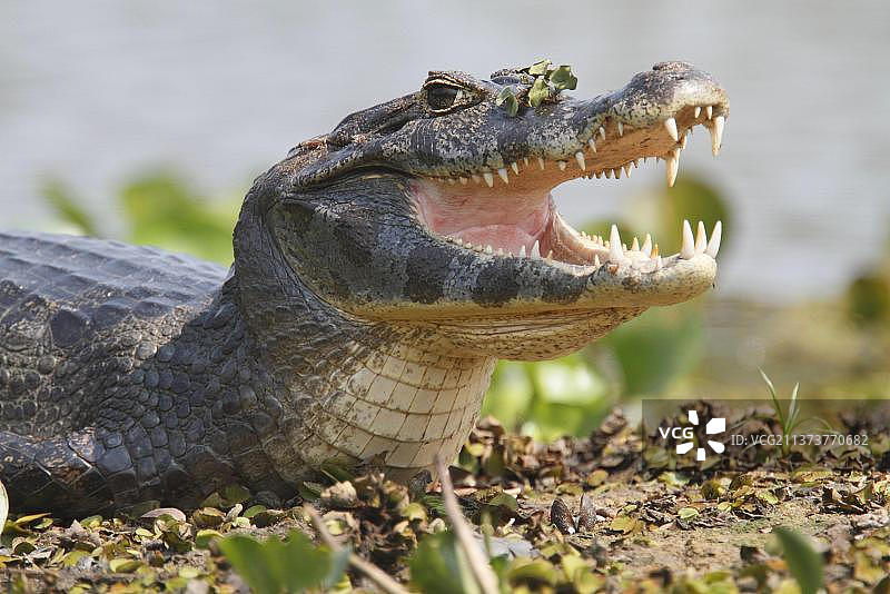 巴拉圭凯门鳄（Caiman yacare），成年，头部特写，张着嘴休息，巴西马托格罗索潘塔纳尔湿地，南美洲图片素材