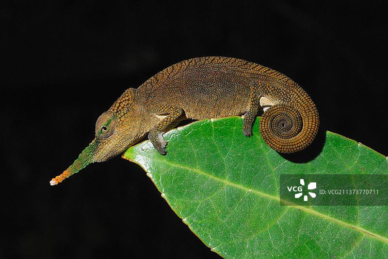 长鼻变色龙图片素材