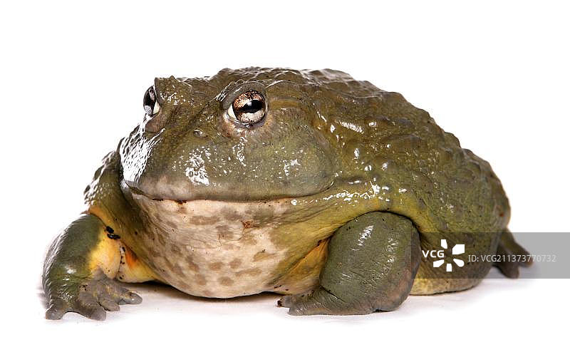 虎纹蛙、两栖动物及其他动物图片素材