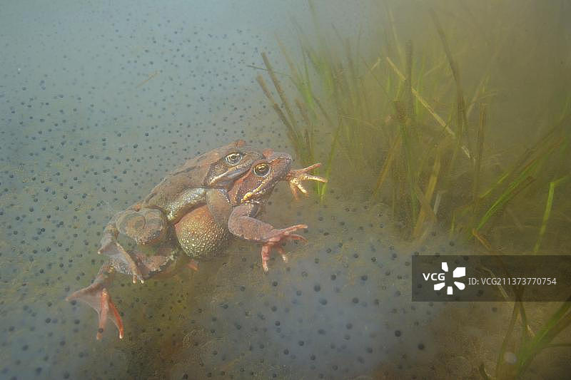 繁殖季节，意大利欧洲山区盆地水中，抱对的普通青蛙成年夫妇图片素材