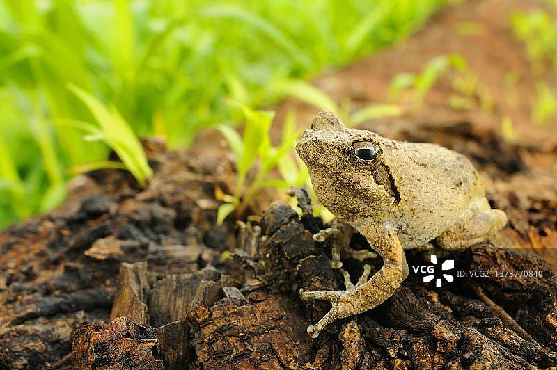 坦桑尼亚鲁阿哈国家公园，南方泡沫巢树蛙成蛙栖息在木头上图片素材