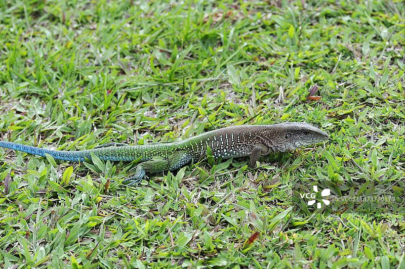 绿鬣蜥：站在圭亚那伊沃克拉玛雨林地面的成年雄性绿鬣蜥图片素材