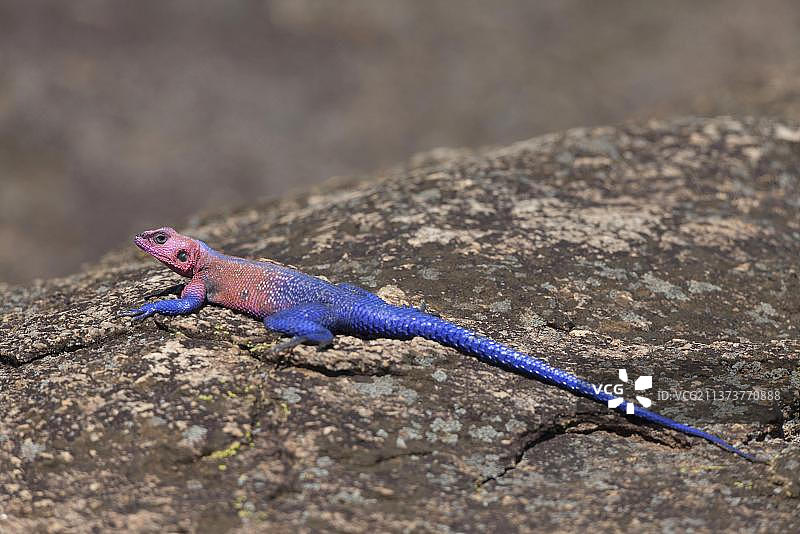 姆万扎平头岩蜥（Agama mwanzae），成年雄性，栖息在岩石上，坦桑尼亚塞伦盖蒂国家公园图片素材