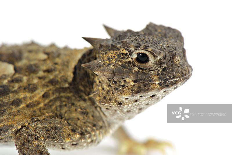 沙漠角蟾蜥蜴头部特写图片素材