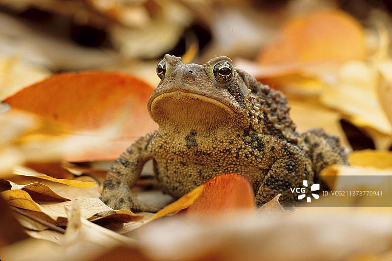 美洲蟾蜍（Bufo americanus）成年个体，栖息在落叶中（美国）图片素材