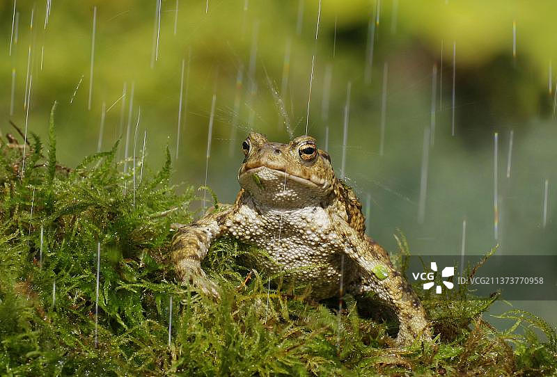 雨中苔藓上的成年普通蟾蜍，英国图片素材