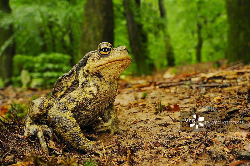欧洲意大利林地栖息地泥土上的蟾蜍图片素材