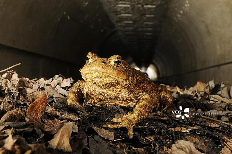 普通蟾蜍（Bufo bufo），两栖动物，其他动物，青蛙，蟾蜍，在地下隧道中穿过道路的成年普通蟾蜍，该隧道作为野生动物走廊，用于迁徙到繁殖地，意大利，欧洲图片素材