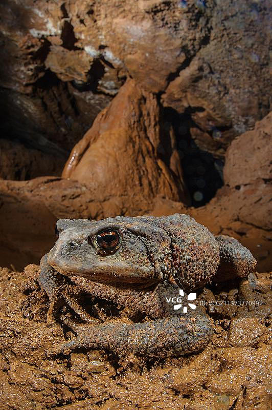 普通蟾蜍(Bufo bufo)成年雌性,在洞穴内越冬,皮尼奥内洞穴,拉斯佩齐亚省,利古里亚,意大利,欧洲图片素材