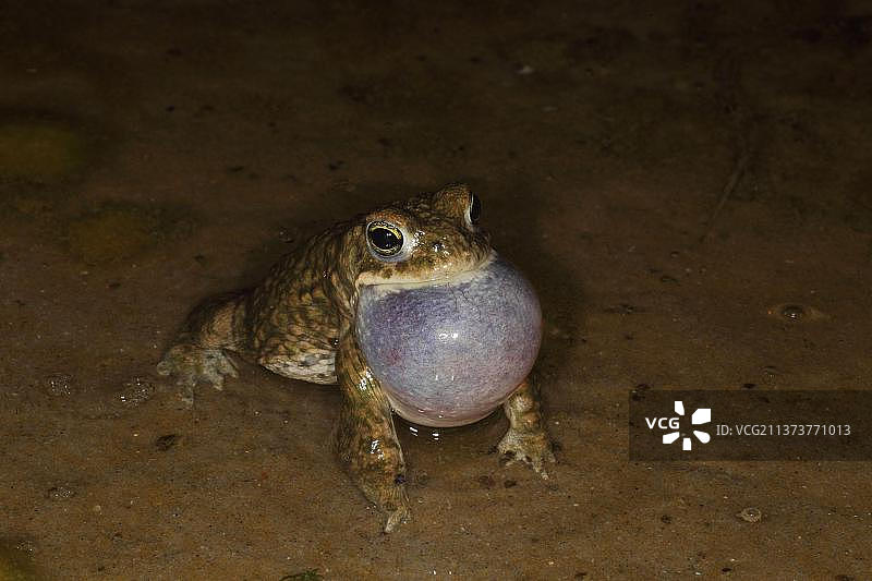 英国多塞特夜间浅水鸣叫的成年雄蟾图片素材