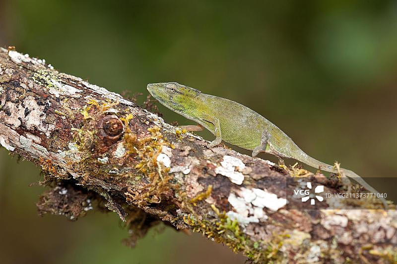 短鼻变色龙（Calumma gastrotaenia），成年雌性，在树枝上行走，马达加斯加图片素材