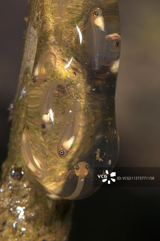 热带森林池塘上方即将孵化的树蛙蝌蚪（雨蛙属），亚马逊，秘鲁，南美洲图片素材