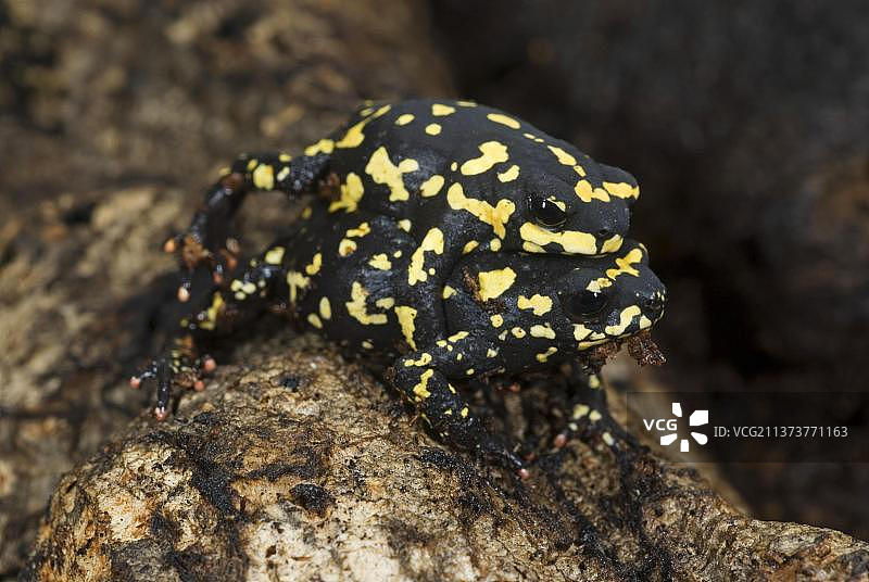 阿根廷黑蟾蜍图片素材