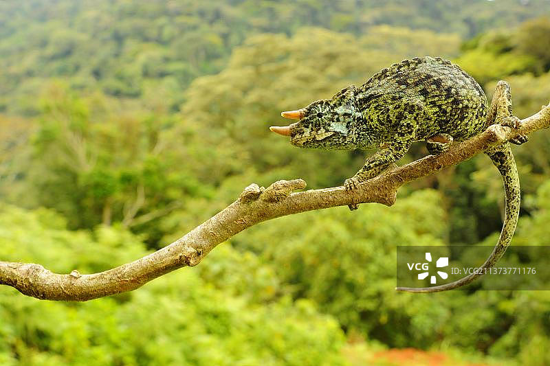 刚果成年约翰斯顿三角变色龙挂树枝图片素材