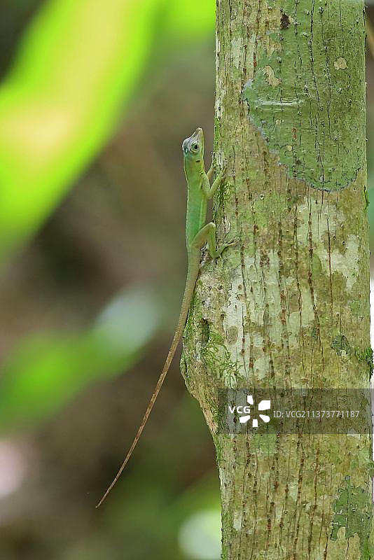 理查德氏安乐蜥（入侵物种），成年个体，栖息于树干上，多巴哥，特立尼达和多巴哥，中美洲图片素材
