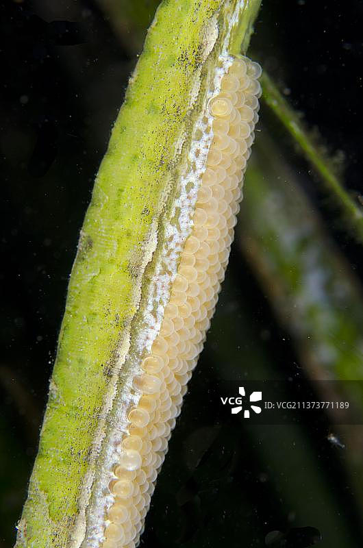 双棘海龙（雄性成体），腹部育儿袋中特写（印度尼西亚蓝碧海峡）图片素材