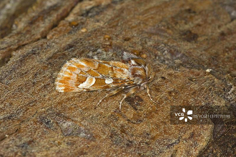 松树夜蛾图片素材