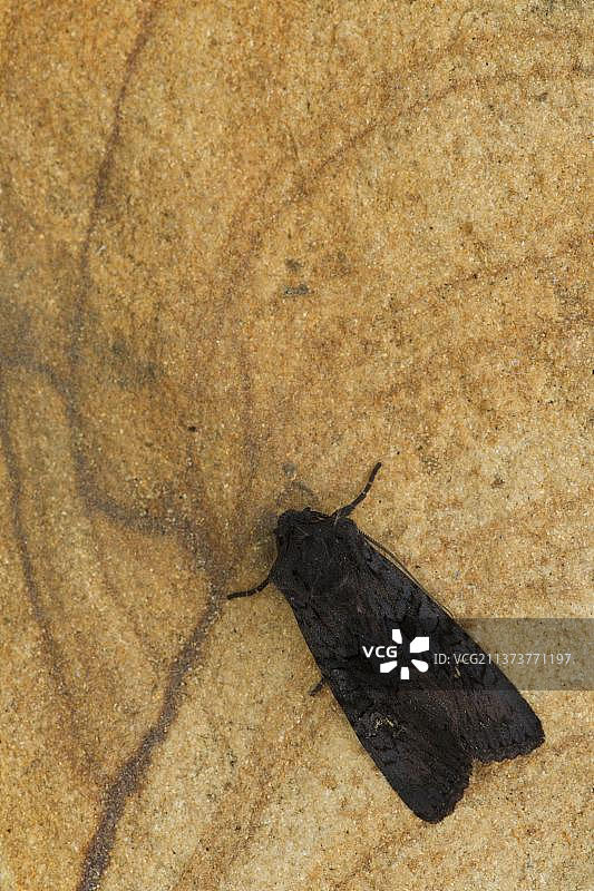 黑色乡村夜蛾成虫停留在砂岩上，地点：英国南约克郡谢菲尔德图片素材