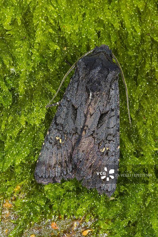 栖息在苔藓上的黑色暗夜蛾图片素材