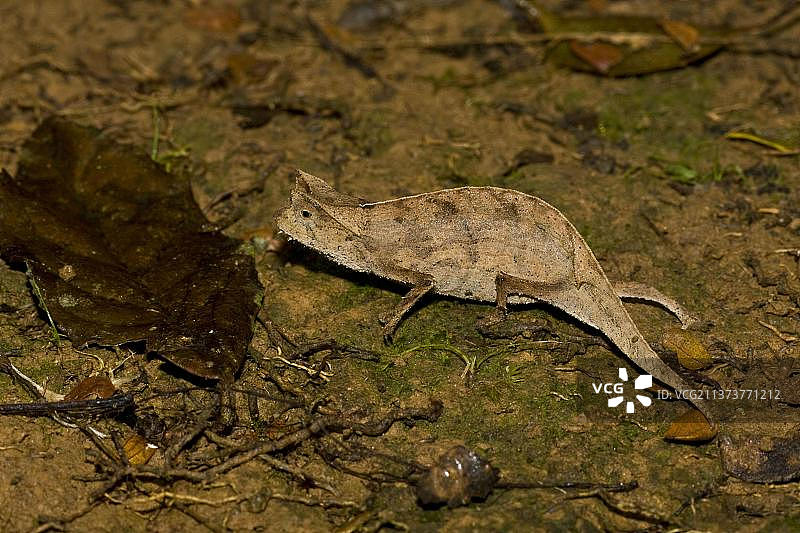 棕色叶变色龙（姬叶变色龙），其他动物，变色龙，爬行动物，动物，角叶变色龙图片素材