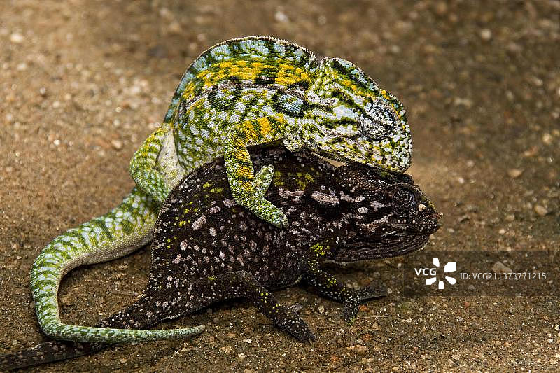 马达加斯加宝石变色龙图片素材