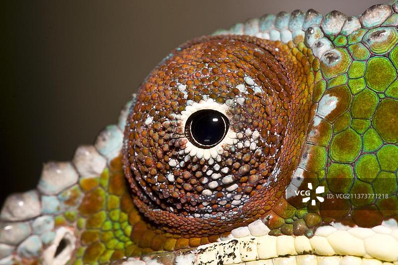 变色龙：马达加斯加的豹纹变色龙图片素材