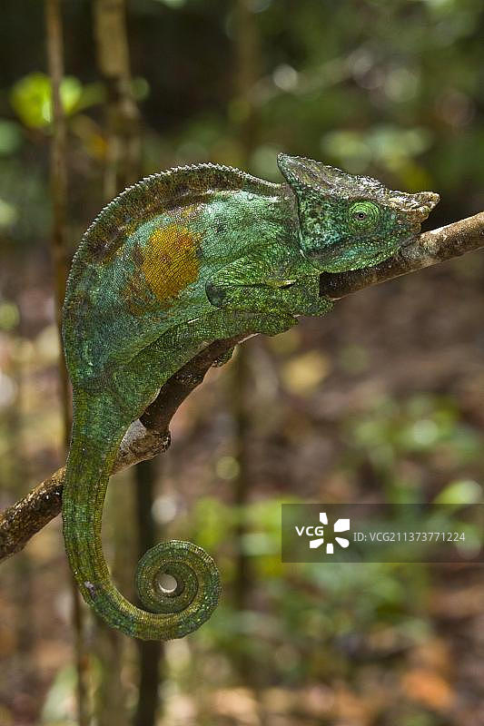 帕森变色龙，马达加斯加，非洲图片素材