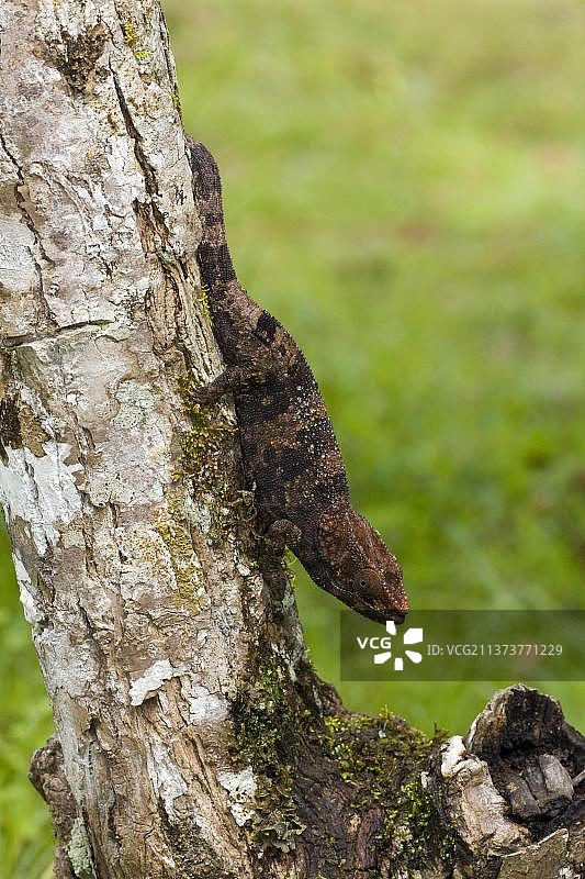 短角变色龙，非洲马达加斯加图片素材
