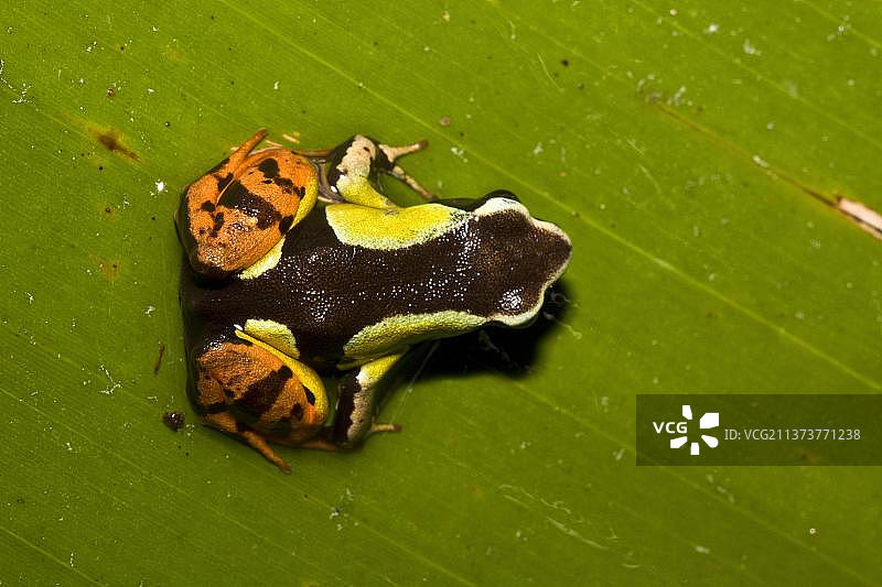 马达加斯加彩蛙：有毒两栖动物图片素材