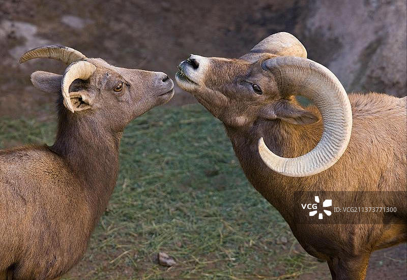 沙漠大角羊特写图片素材