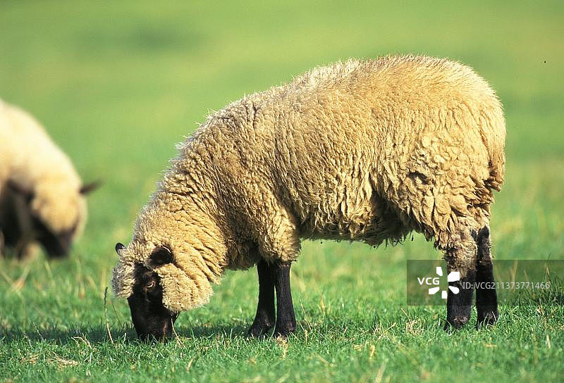 克伦森林绵羊图片素材