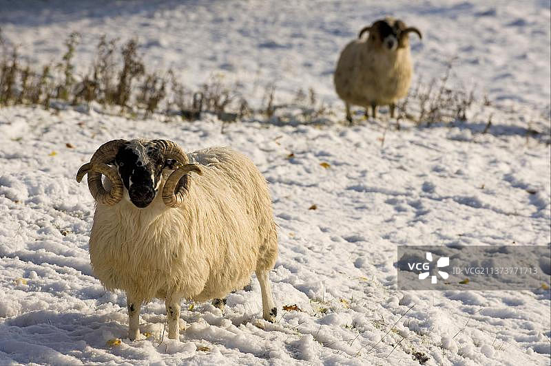 苏格兰珀斯郡皮特洛赫里雪地牧场上的苏格兰黑脸公羊图片素材