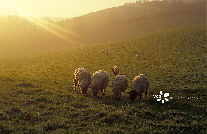 家养羊群：在英国怀特岛的田野里黄昏时分吃草图片素材