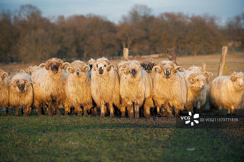 家养绵羊：蒂克纳公羊，当地品种，傍晚时分的羊群，罗马尼亚，欧洲图片素材