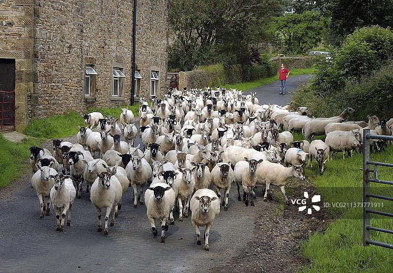 在英国兰开夏郡布莱斯代尔公共道路上运输的羊群，母羊和小羊羔图片素材