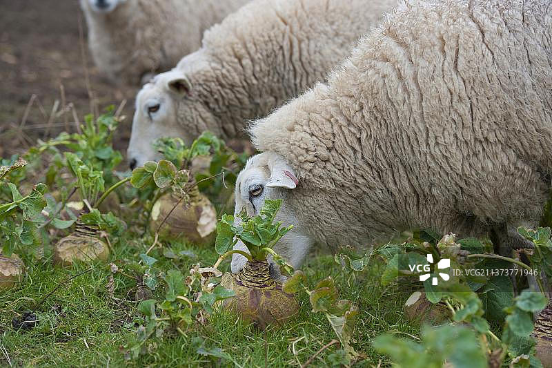 英国威尔士 Welshpool，Lleyn 母 sheep 正在食用芜菁甘蓝图片素材