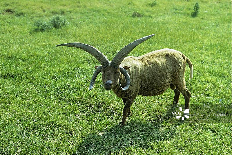 曼岛洛坦绵羊公羊图片素材