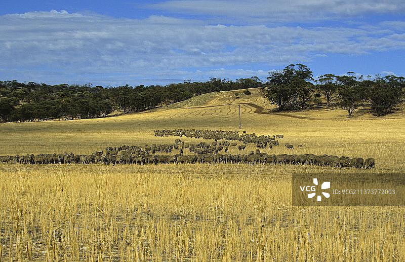 澳大利亚东部的美利奴绵羊群图片素材
