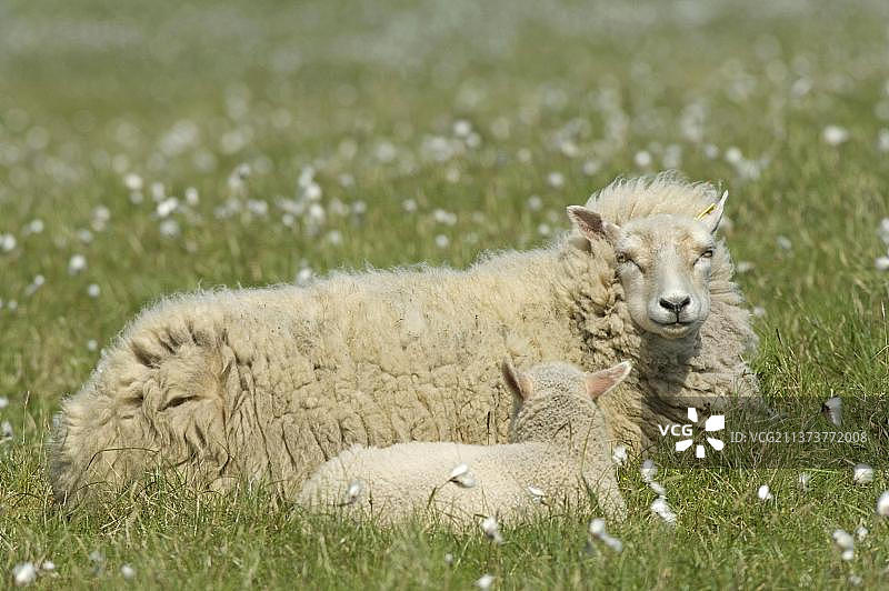 设得兰群岛Unst岛Hermaness自然保护区，休息在草地上的设得兰绵羊和小羊图片素材