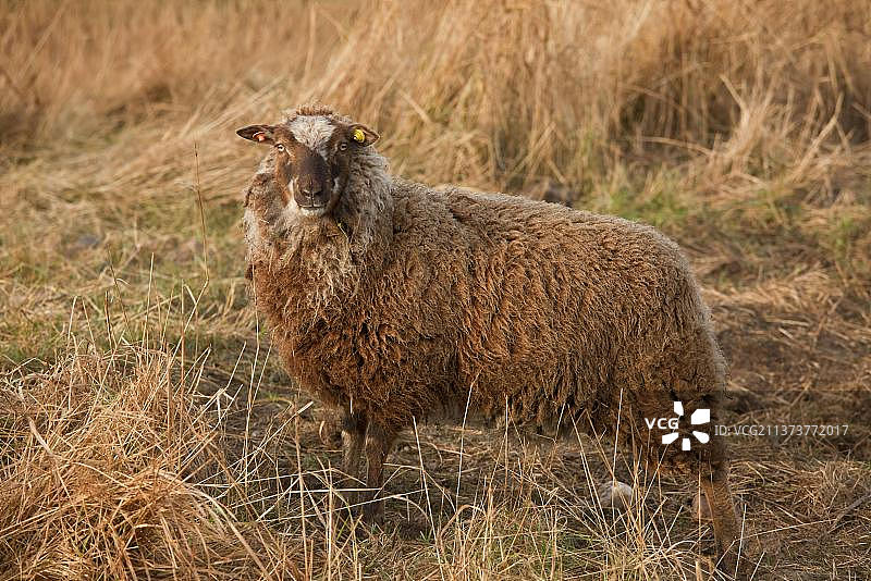 家 sheep，设得兰母羊，在沿海湿地牧场上，诺福克野生动物信托基金会的飞行羊群用于保护放牧，克莱马什自然保护区，克莱-近海，诺福克，英国，英国，欧洲图片素材